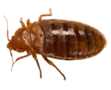 Bed Bug Exterminator in Milwaukee