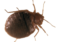 Bedbugs Picture Identifier
