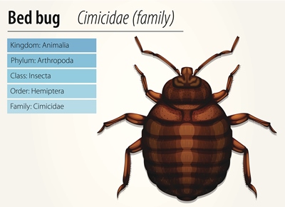 Bed bug scientific classification