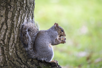 Gray squirrel in tree
