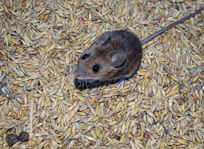 Caledonia Rodent Control - Mouse Infestation Removal