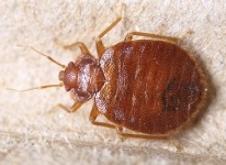 Bed bug closeup photo