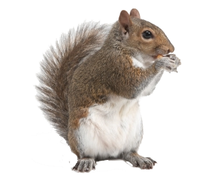 Racine, WI Squirrel Control