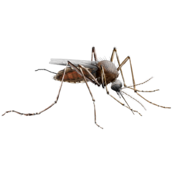 Mosquito Bites Person