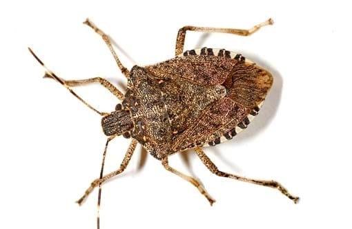 Milwaukee Stink Bug Exterminator | A-Landlords Pest Management ...